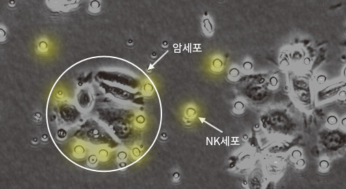 활성 높은 NK세포 사진
